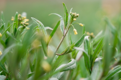 Close up of a plant with long thin leaves and yellow flower buds.